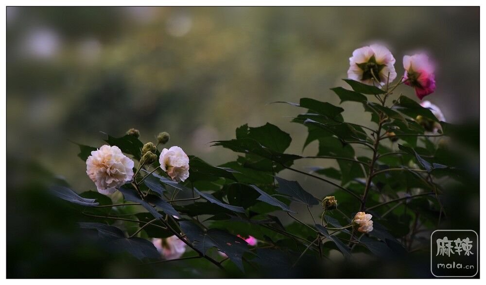 DSC_5752.jpg