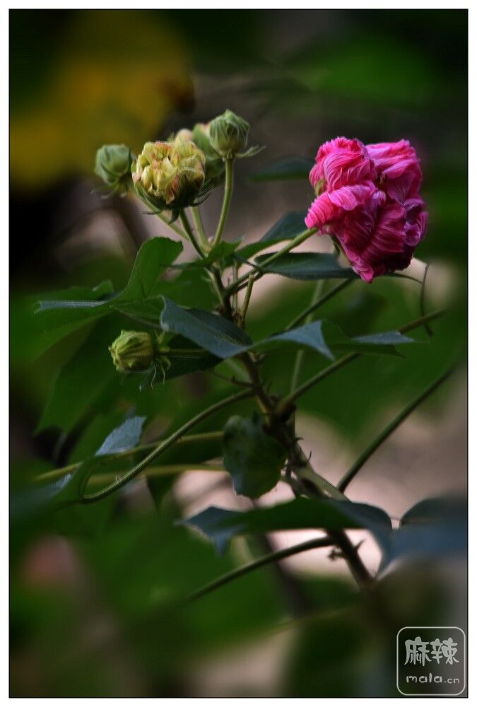 DSC_5754.jpg