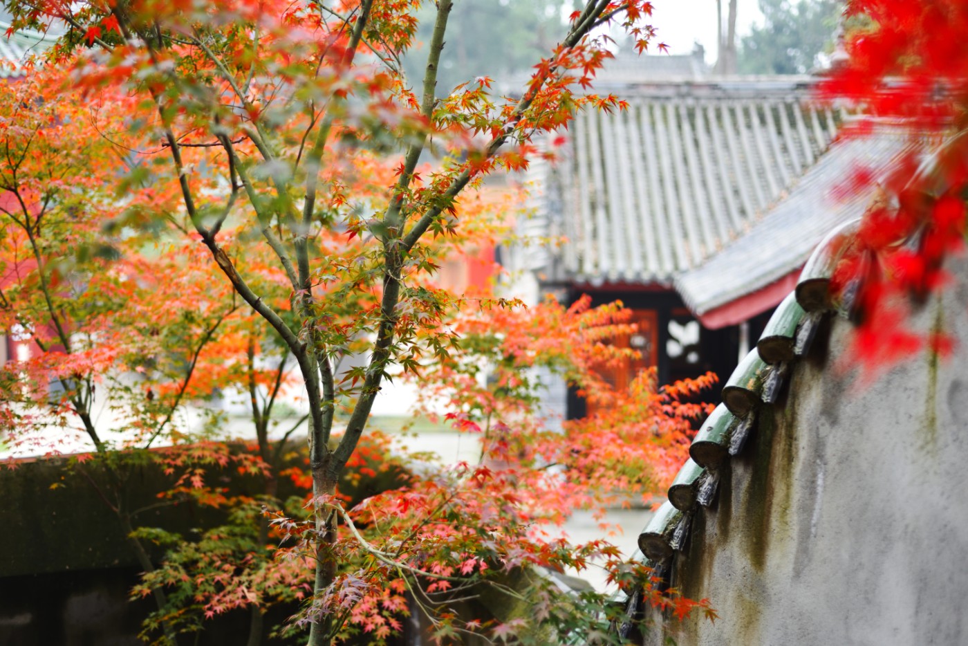 DSC_6668.JPG