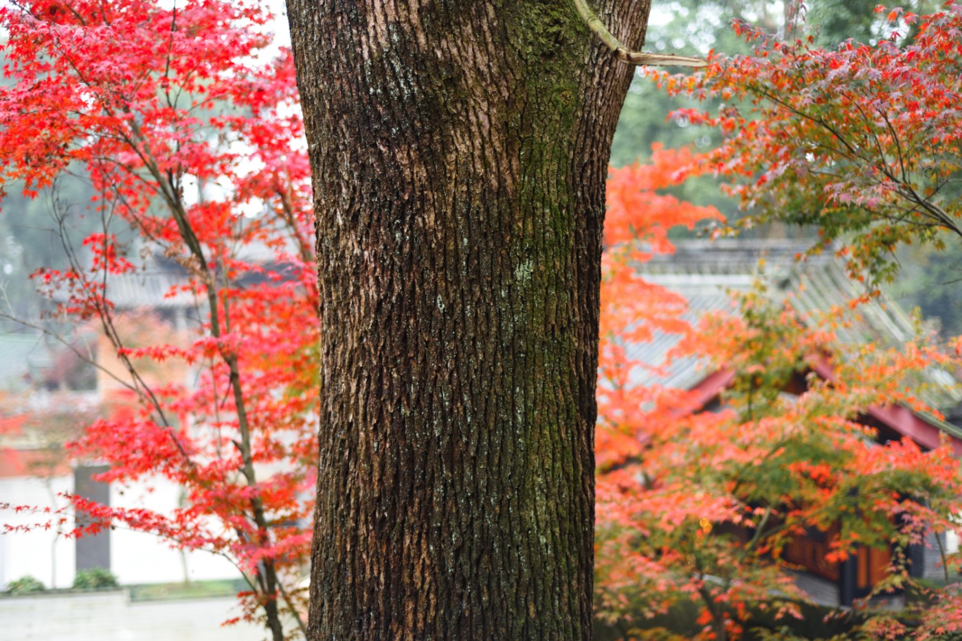 DSC_6675.JPG