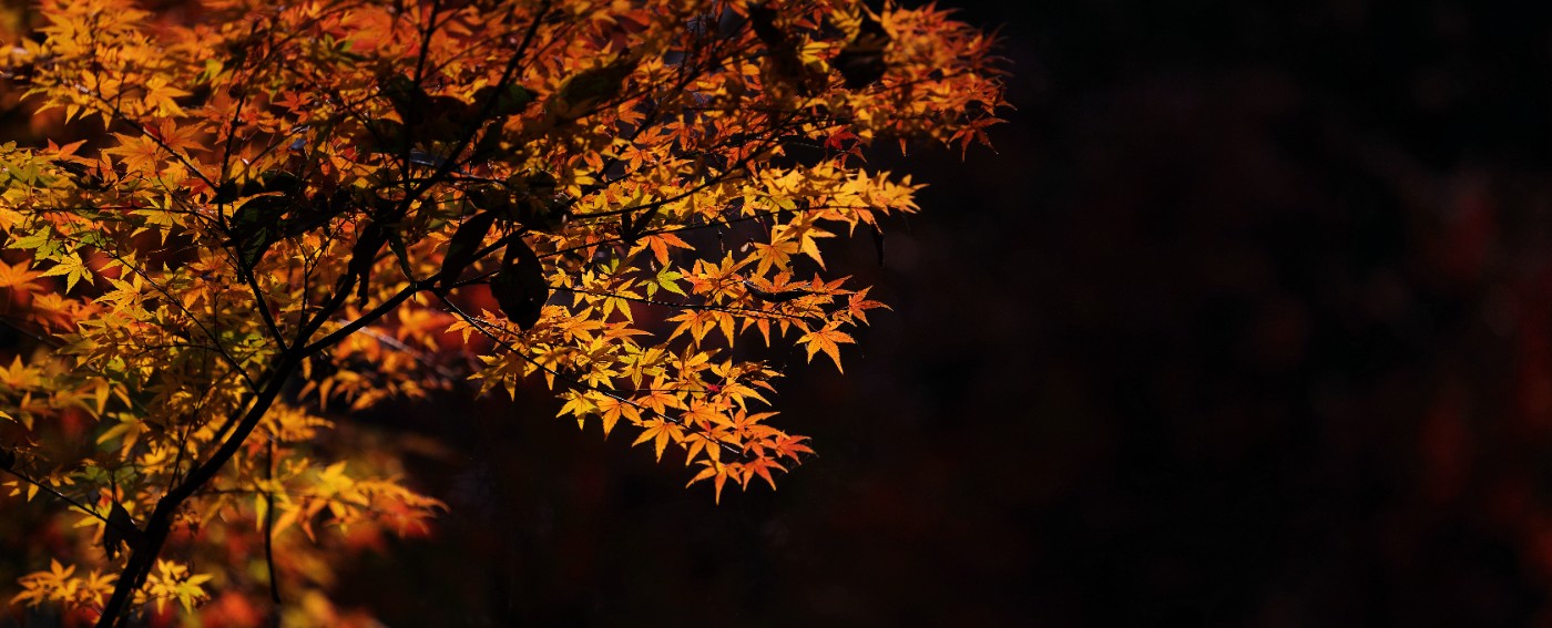 _18A7061_.jpg