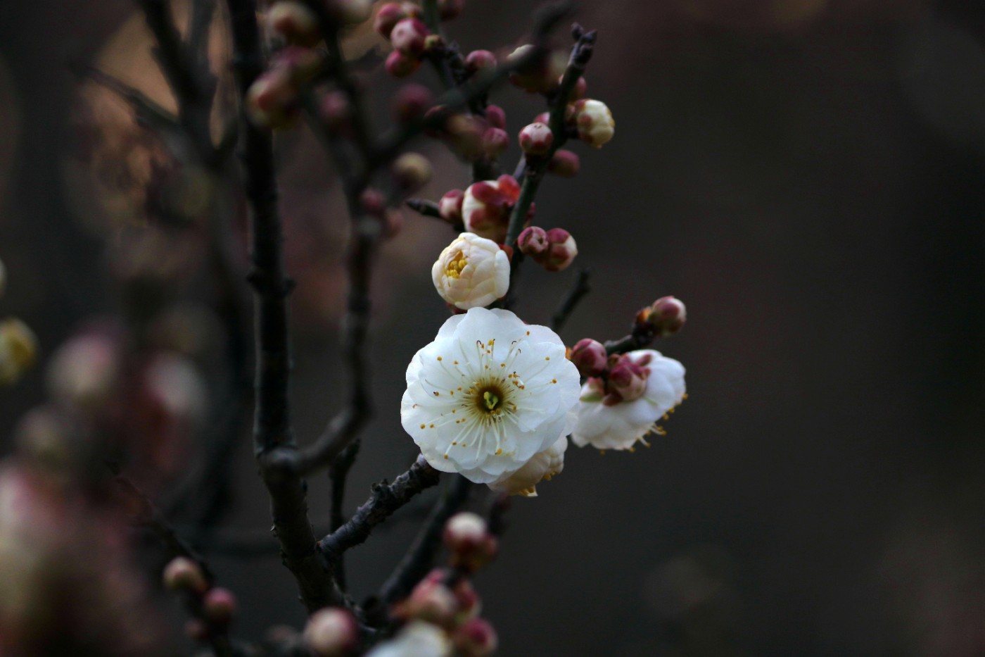 IMG_7260.JPG