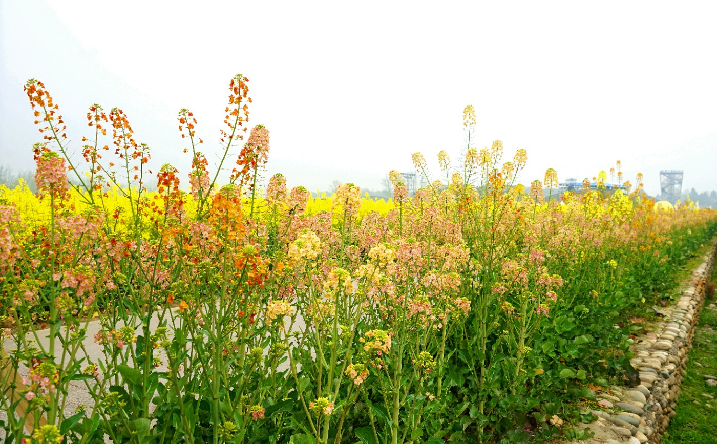 斗山五彩油菜花图片