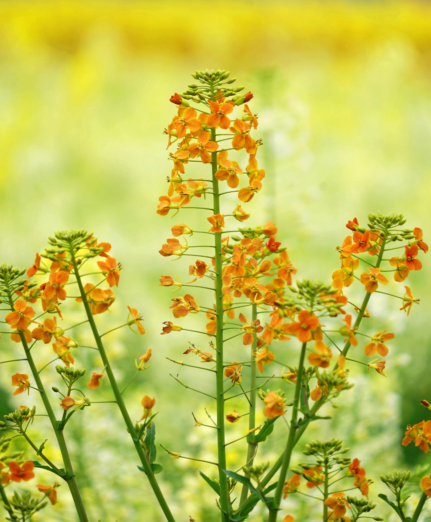 油菜花颜色气味图片