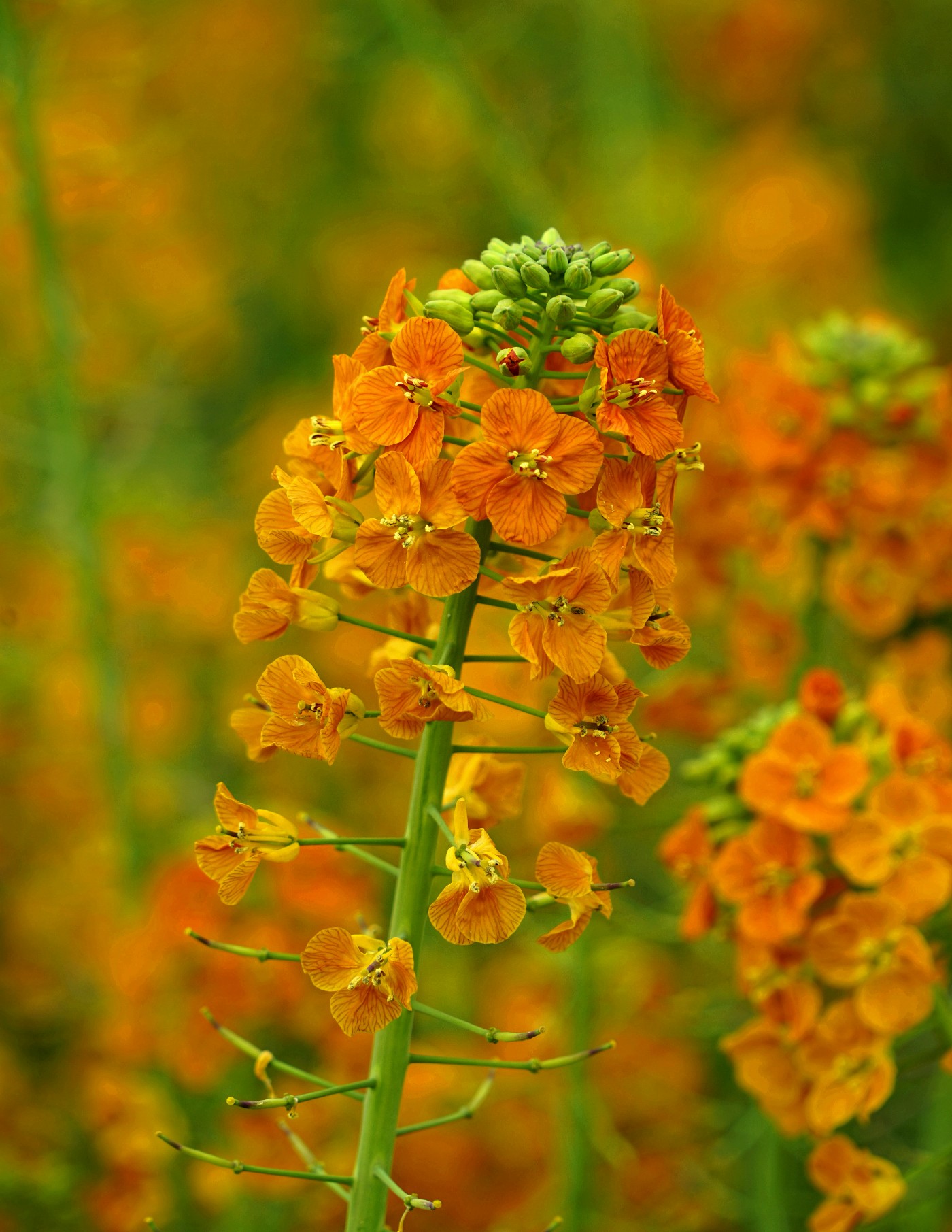 渔溪彩色油菜花图片