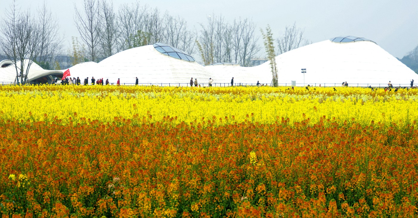 五彩缤纷油菜花图片