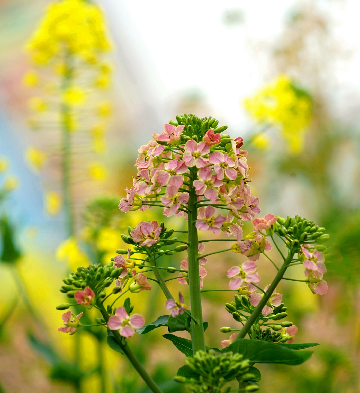 五彩缤纷油菜花图片