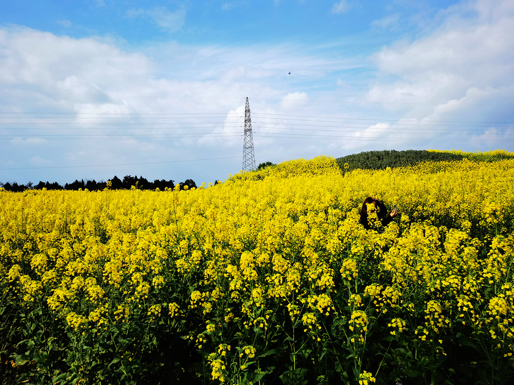 阳光灿烂油菜花图片