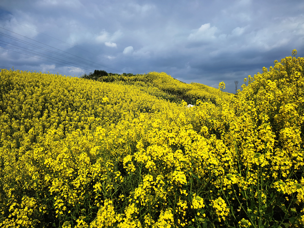 鲁山坡油菜花图片