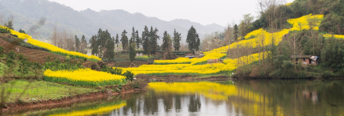 邛崃千亩油菜花图片