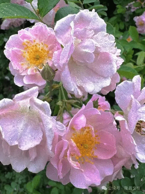 19f7ccc61bcdf2ad30881a59418df454.webp.cw750.webp