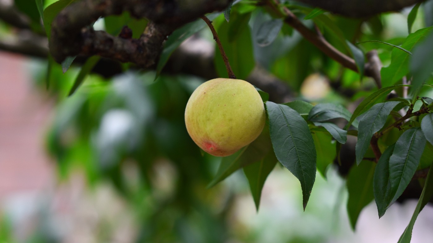 DSC_5244.JPG