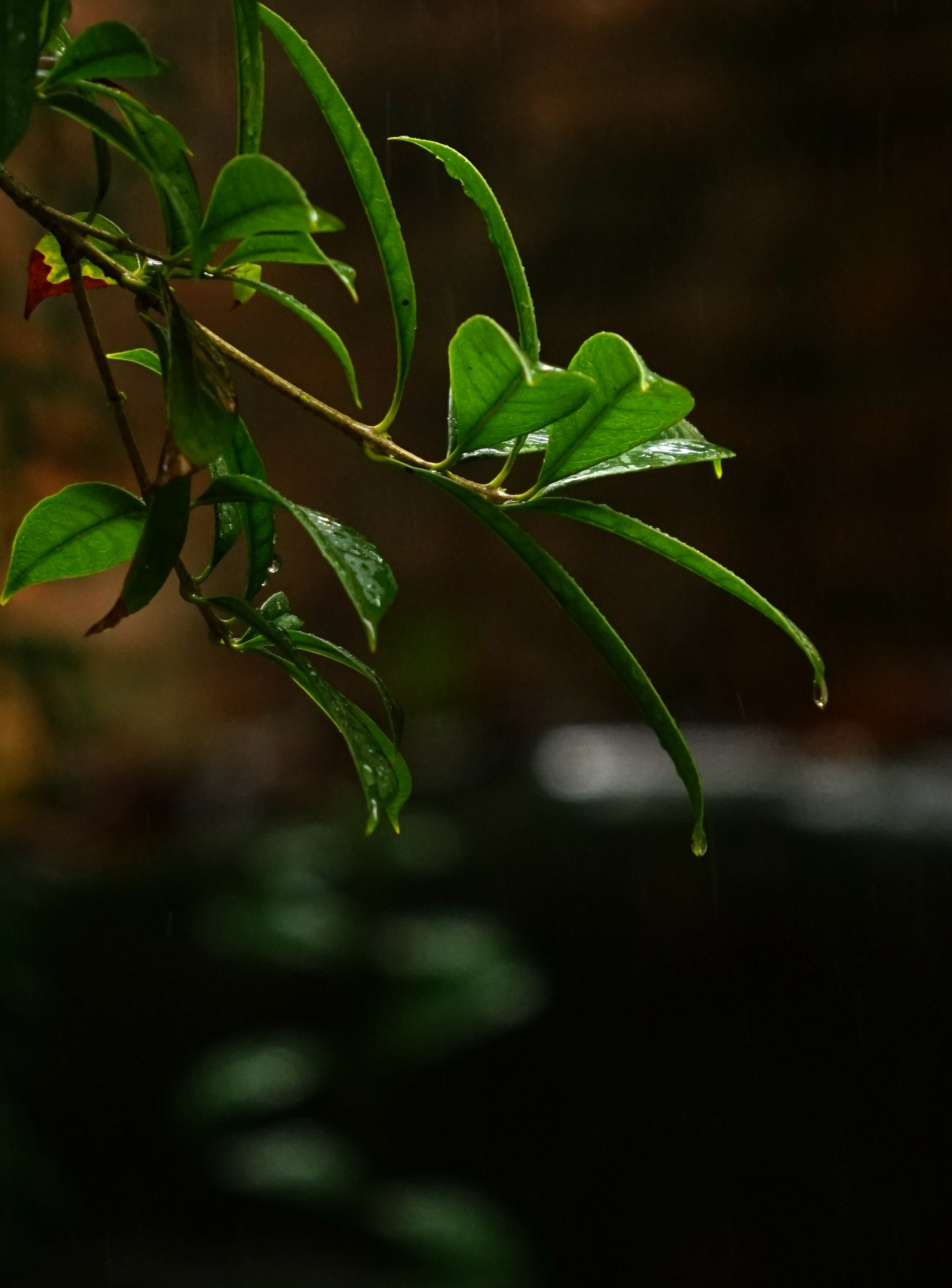 DSC02598_.jpg