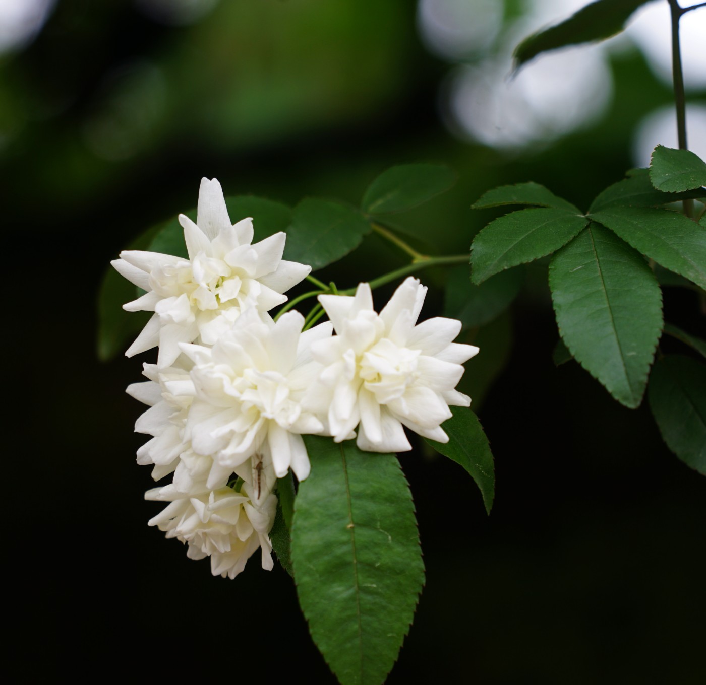 DSC01481_.jpg