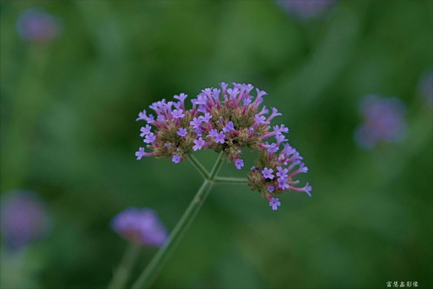 DSC04211_.jpg