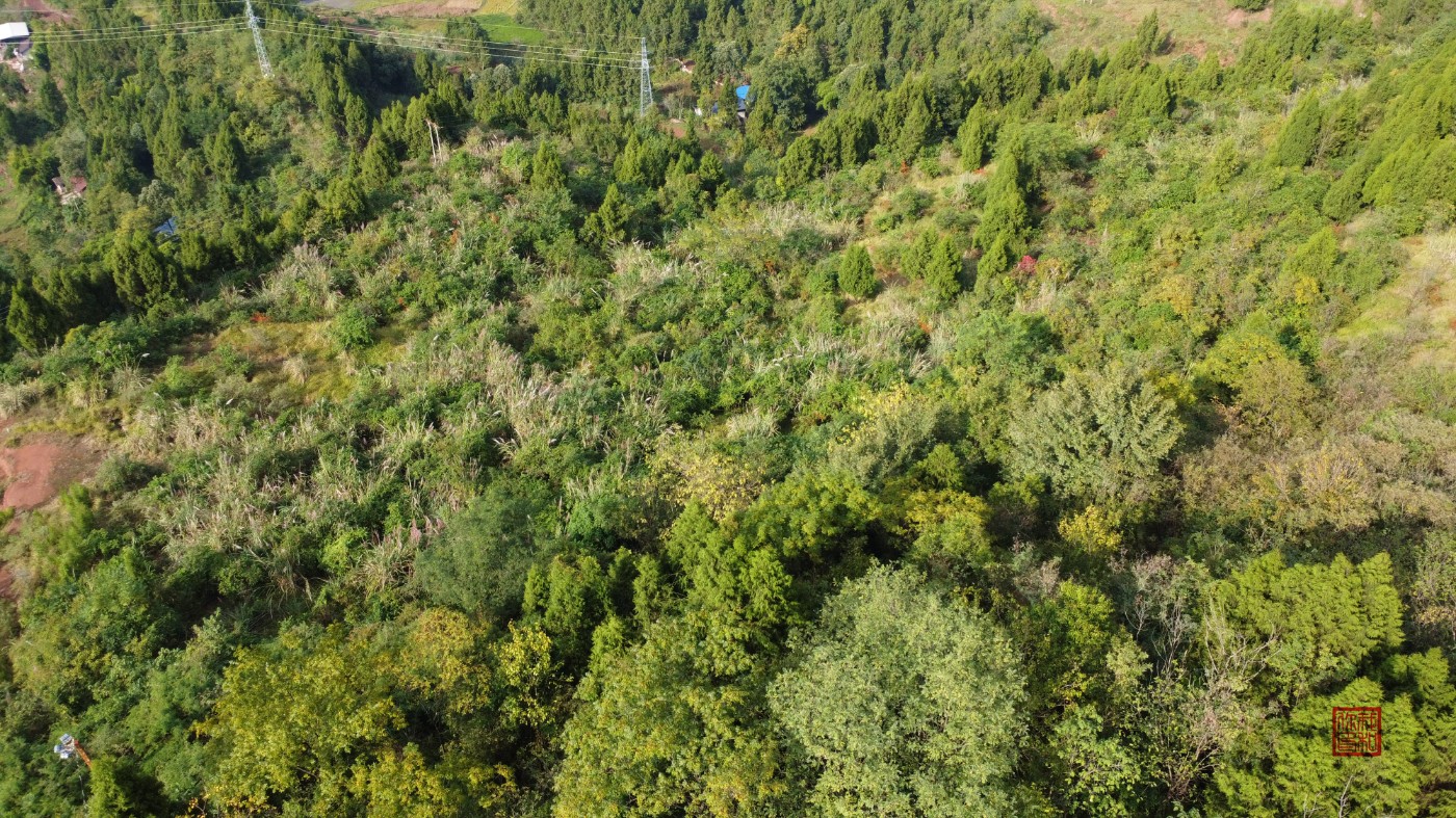 DJI_0767.jpg
