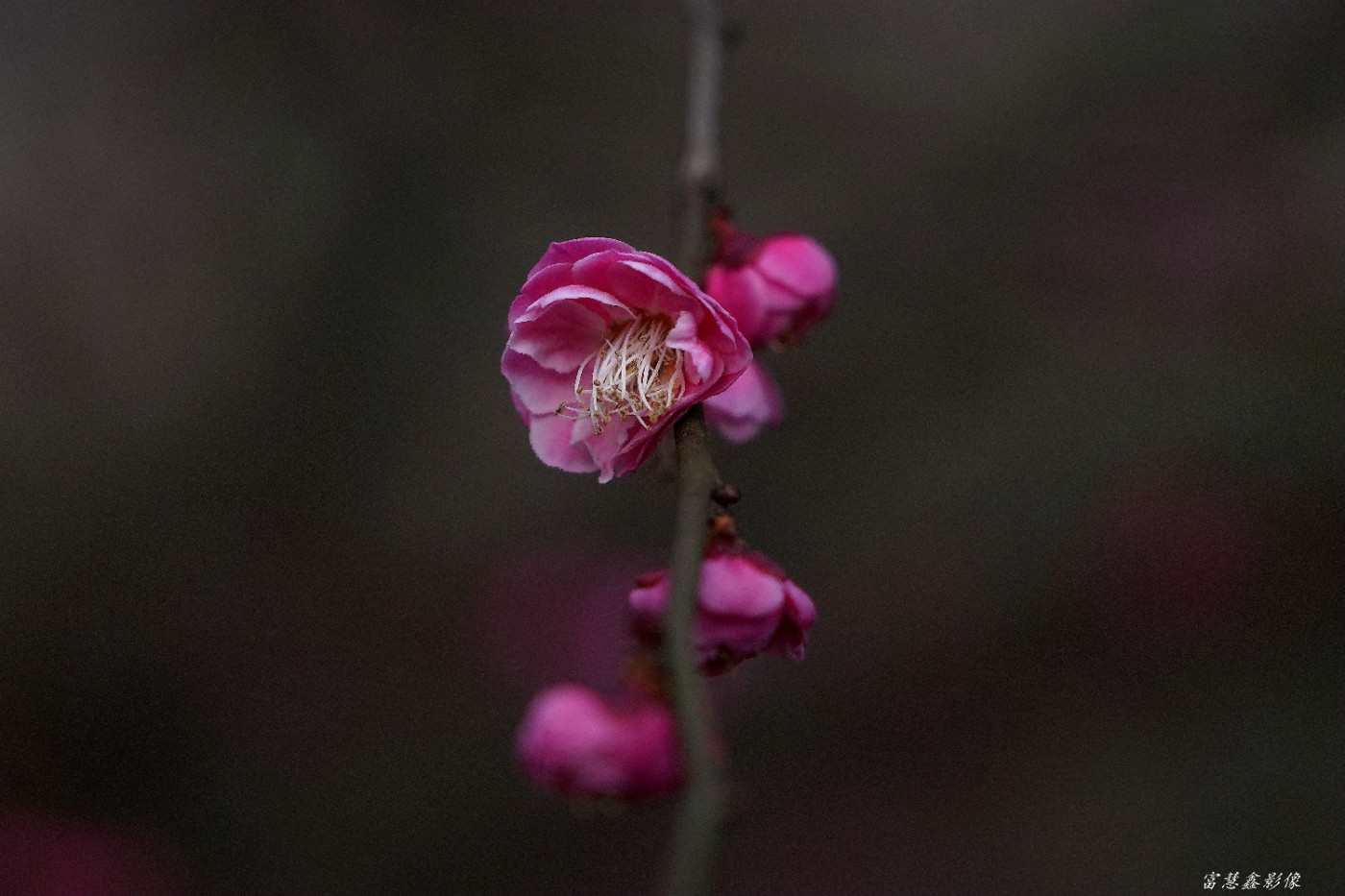 DSC06093_.jpg