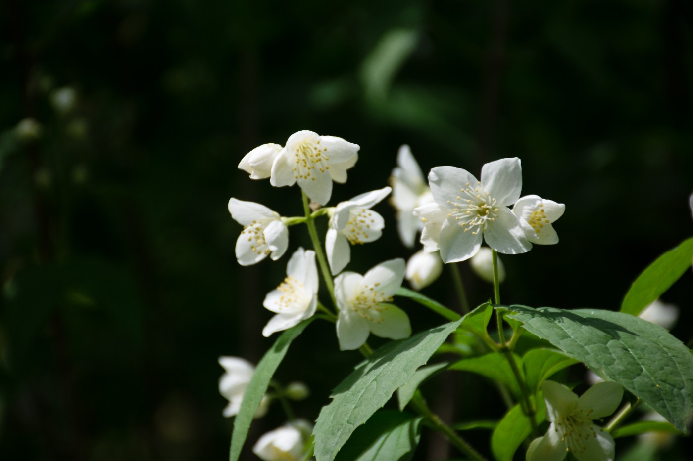 DSC_2746.jpg