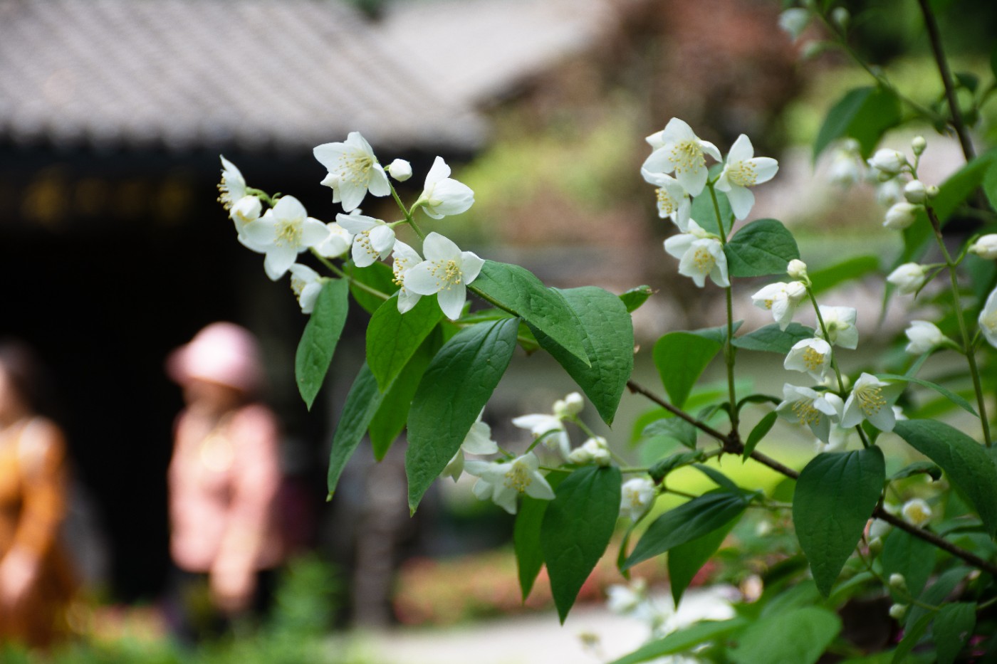 DSC_2745.jpg