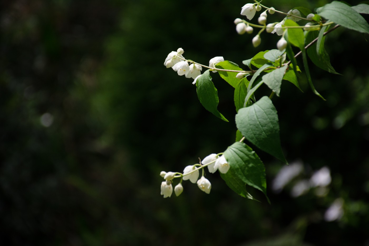 DSC_2750.jpg