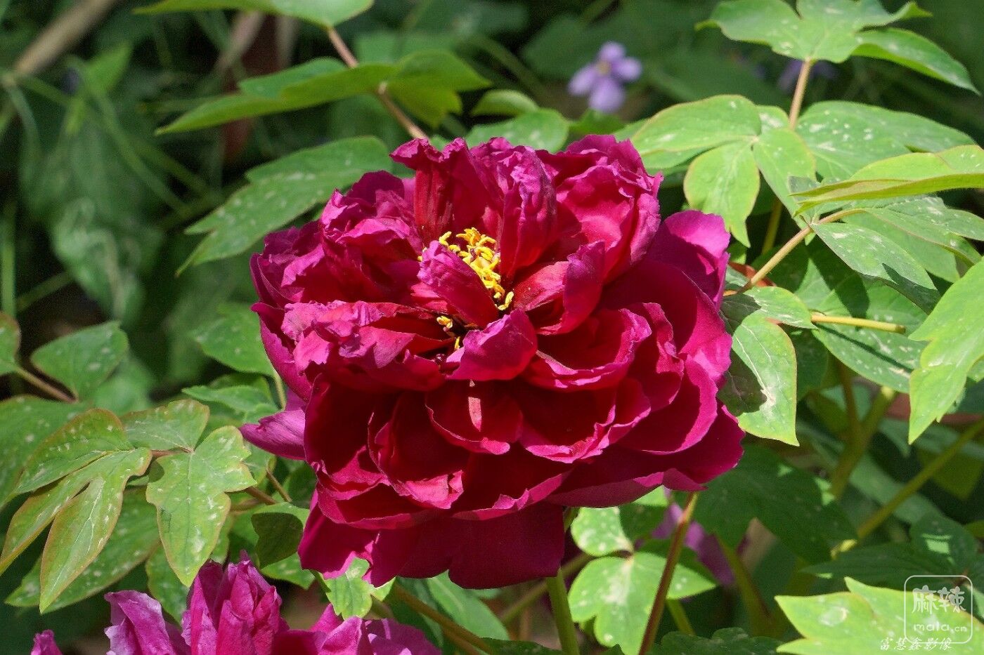 DSC04594_.jpg