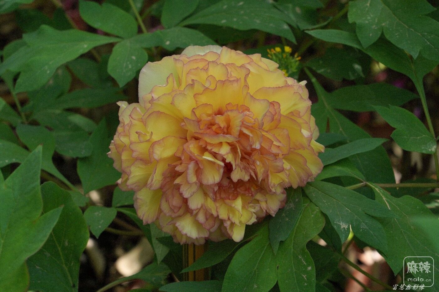 DSC04600_.jpg