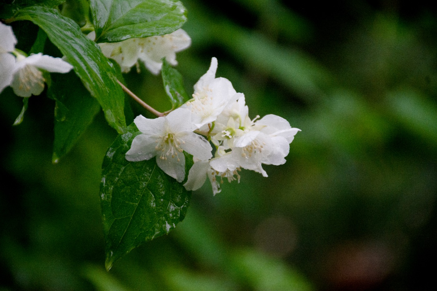 DSC_3665.jpg