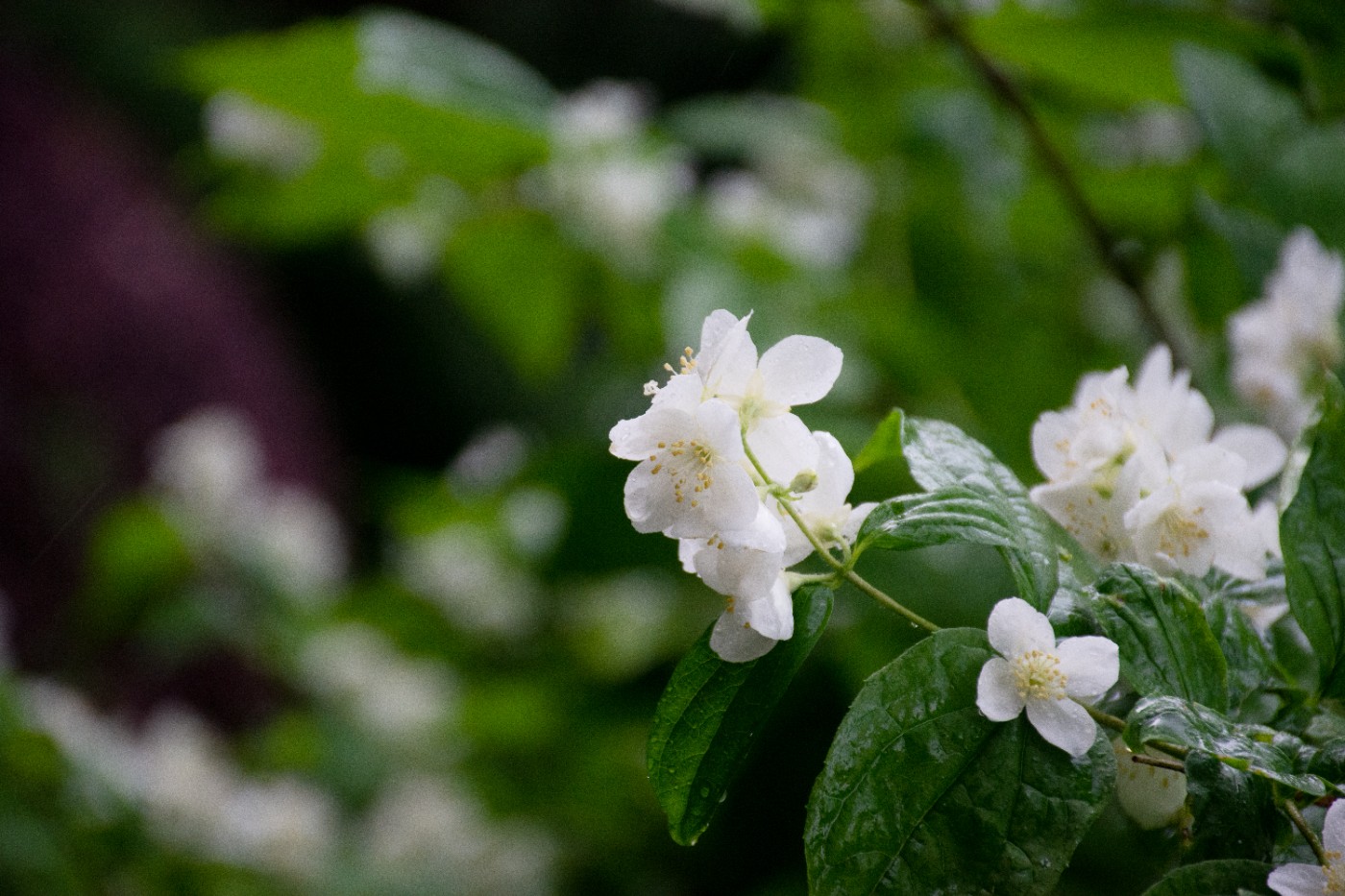 DSC_3667.jpg