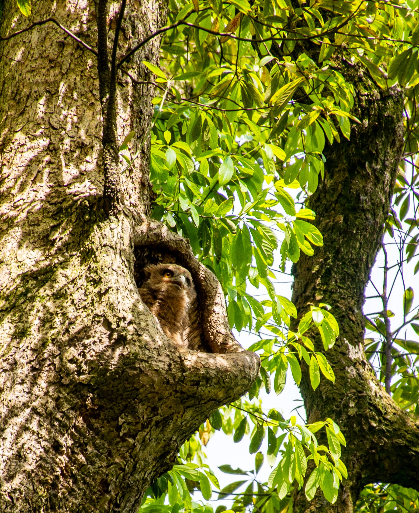 DSC_3334.jpg