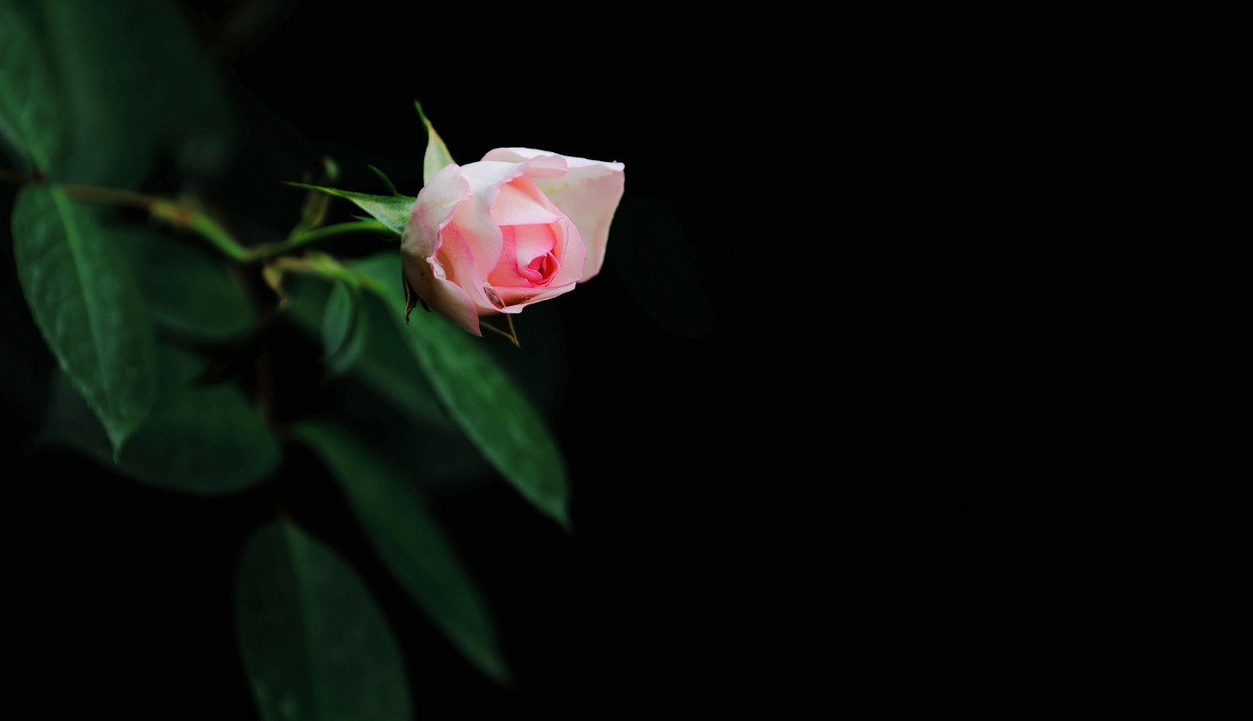 _18A3253_.jpg