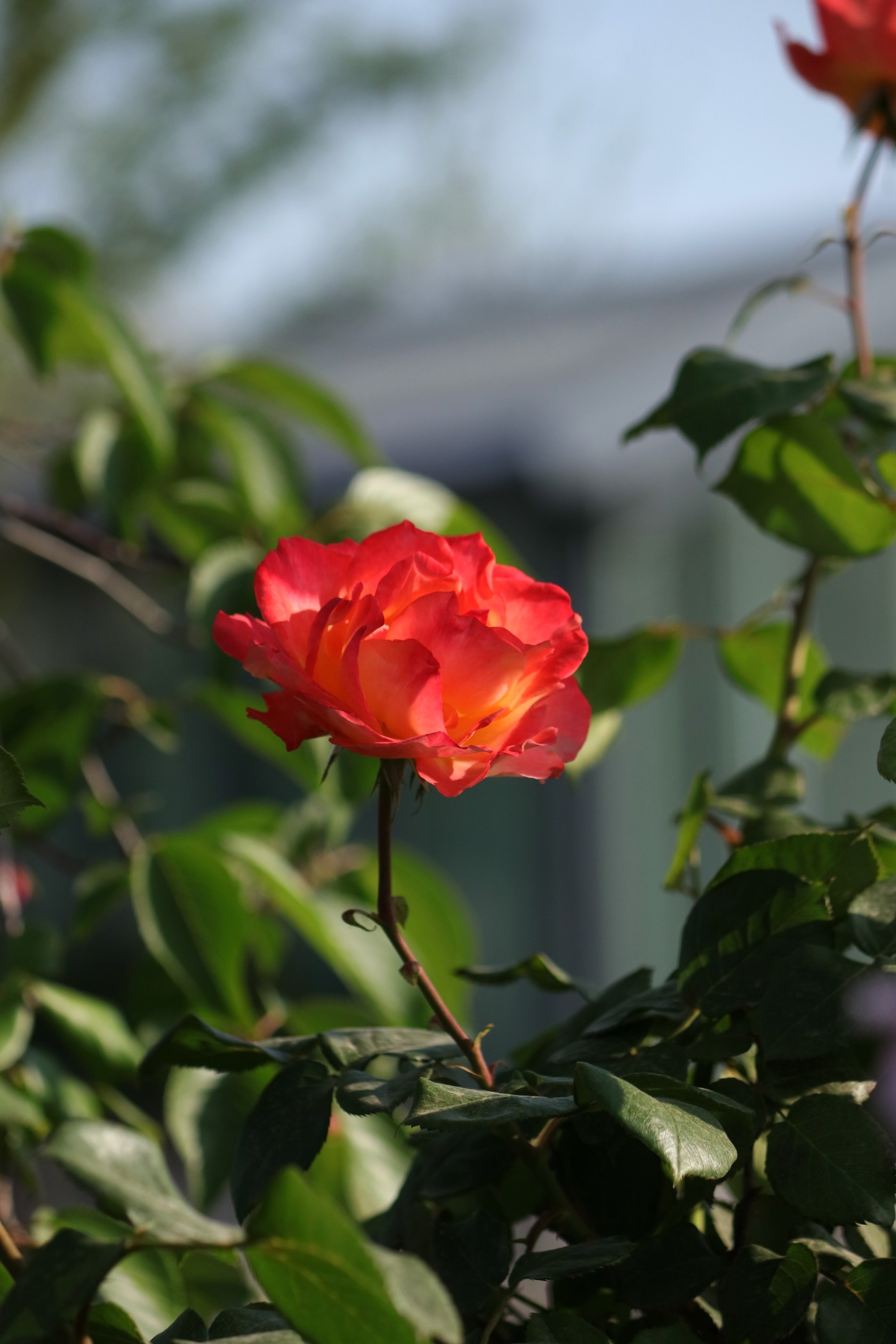 IMG_9923.JPG