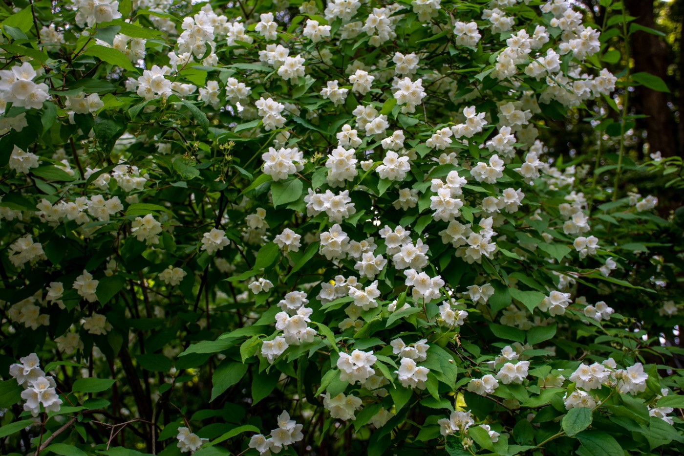 DSC_4485.jpg