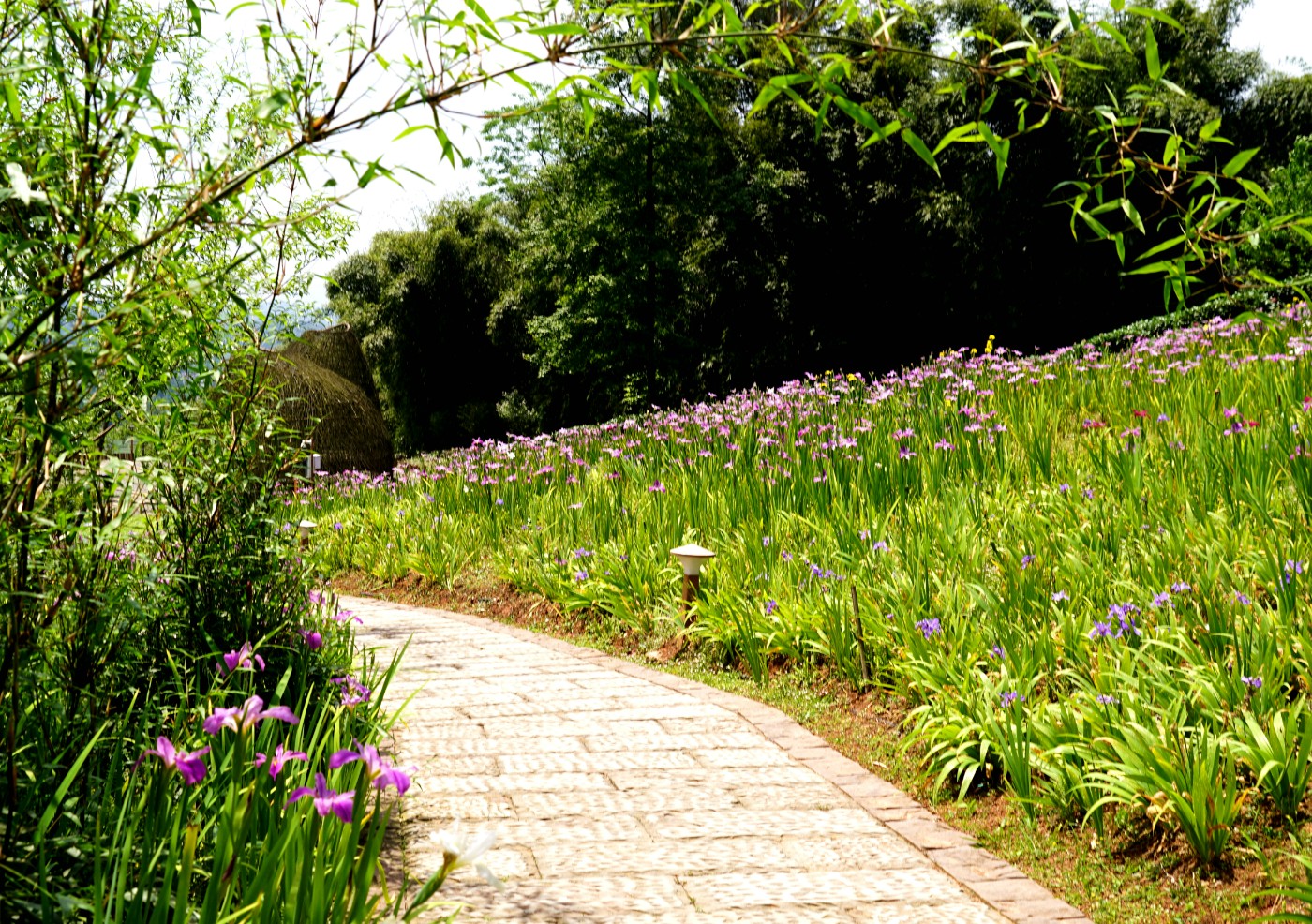 DSC05118_.jpg