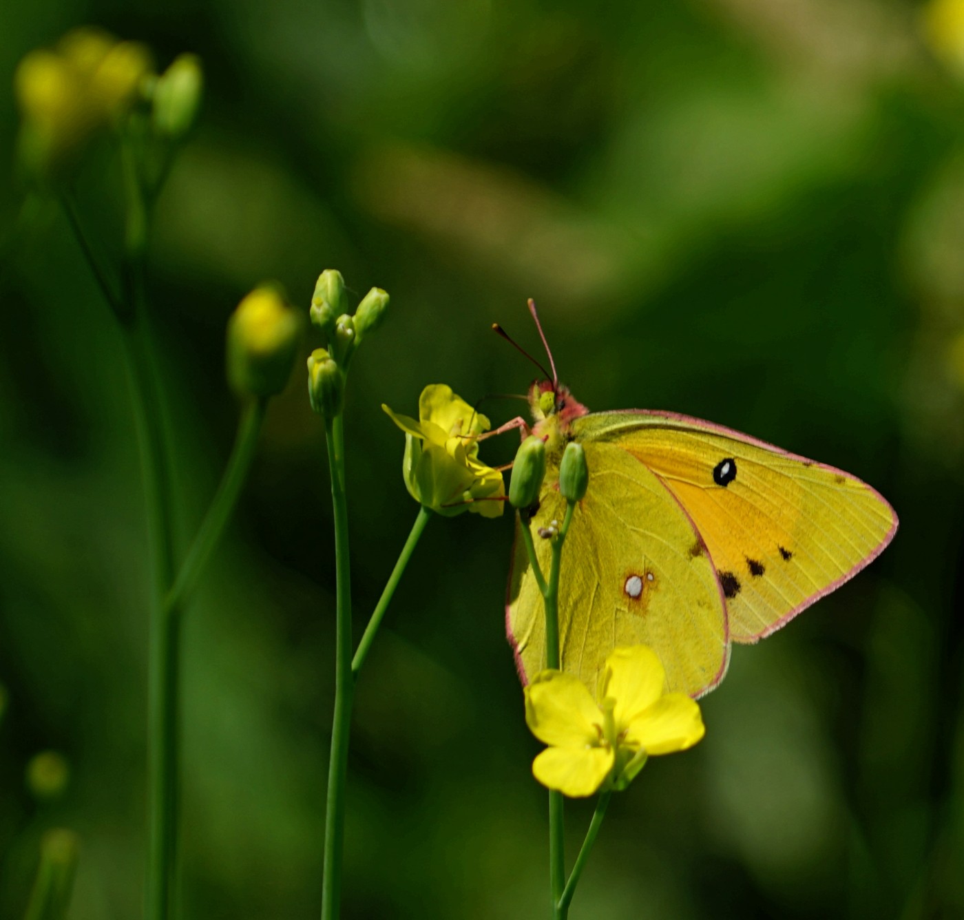 DSC05624_.jpg