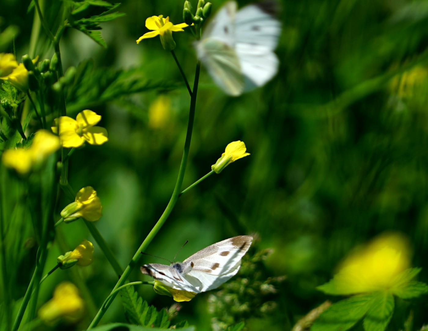 DSC05632_.jpg
