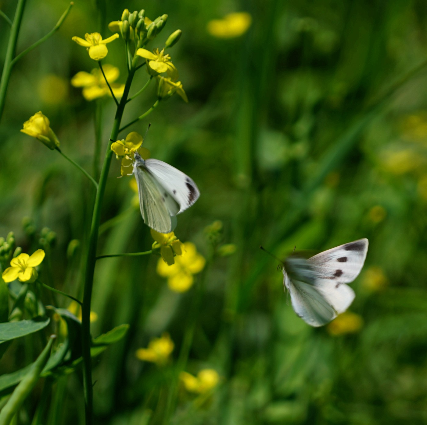 DSC05636_.jpg