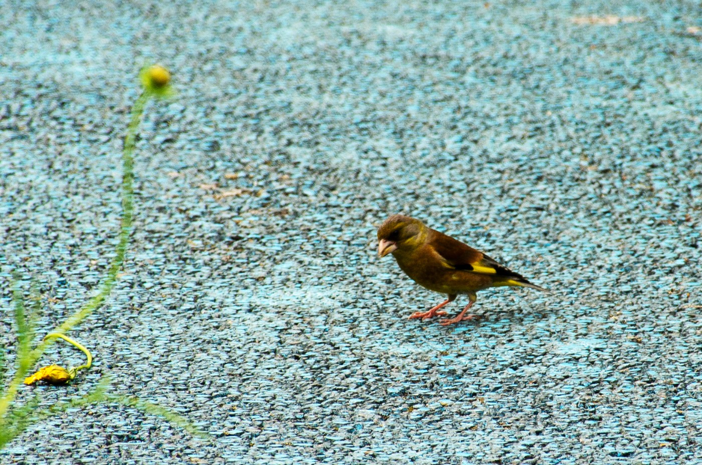 DSC_5202.jpg