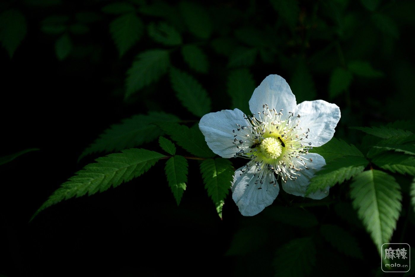 CD1_7642_.jpg
