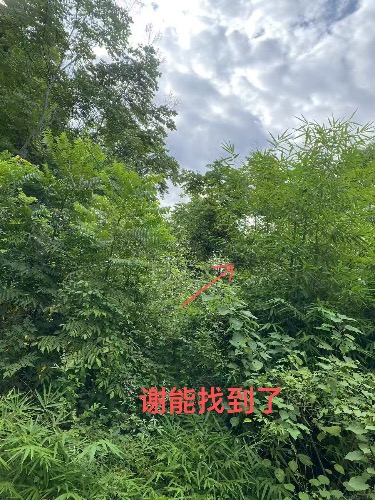 51C0FA0A-DA42-4946-9CA3-9D91DB9C8684.jpeg