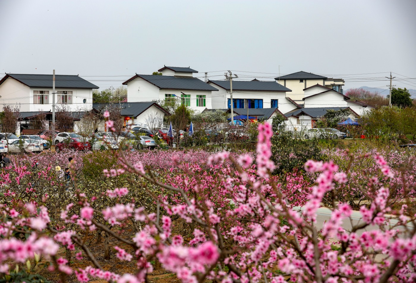 20230312Ҧһ ׹01.jpg