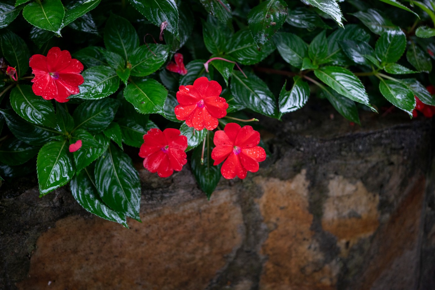 DSC00324 ����.jpg