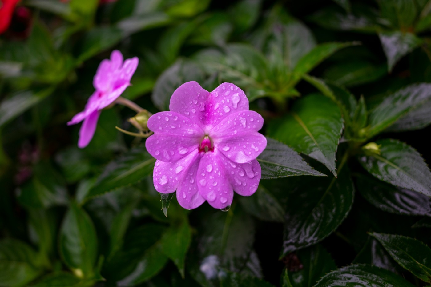 DSC00333 ����.jpg