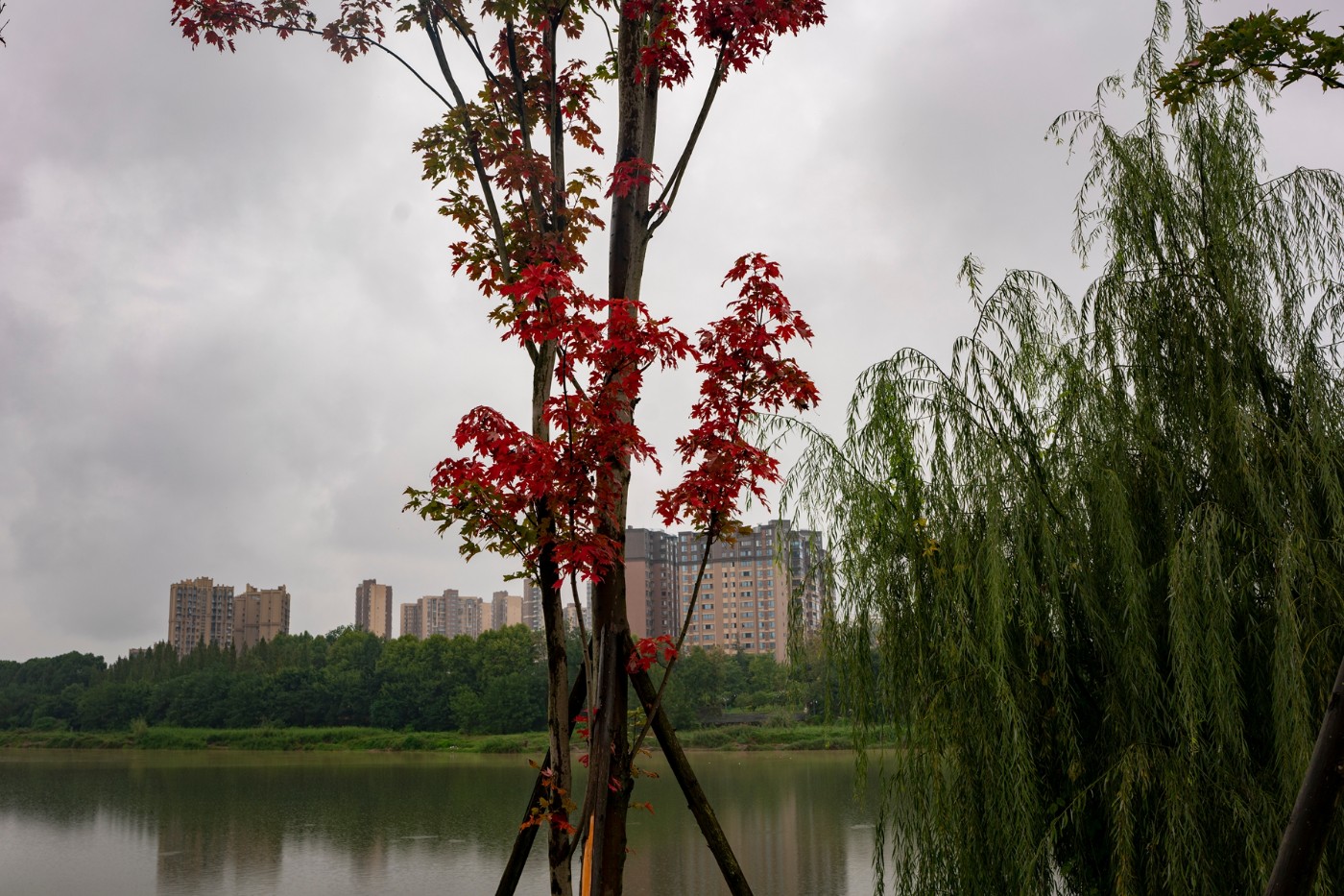 DSC00351 ����.jpg