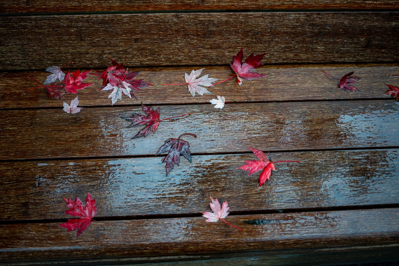 DSC00373 ����.jpg