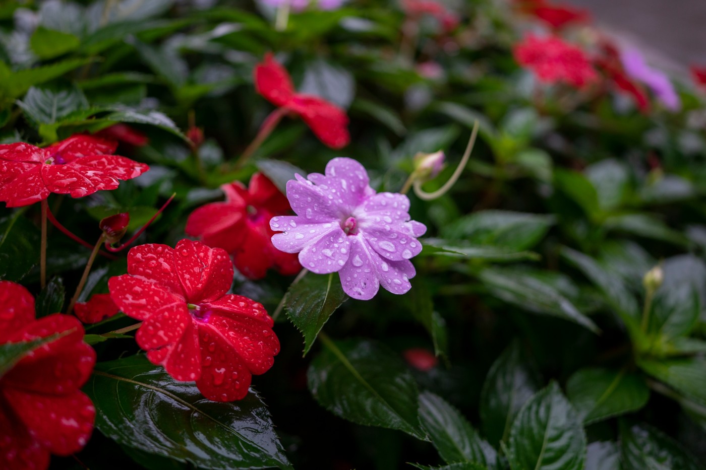 DSC00329 ����.jpg