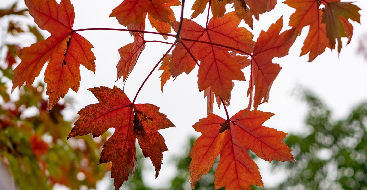 DSC00338 ����.jpg