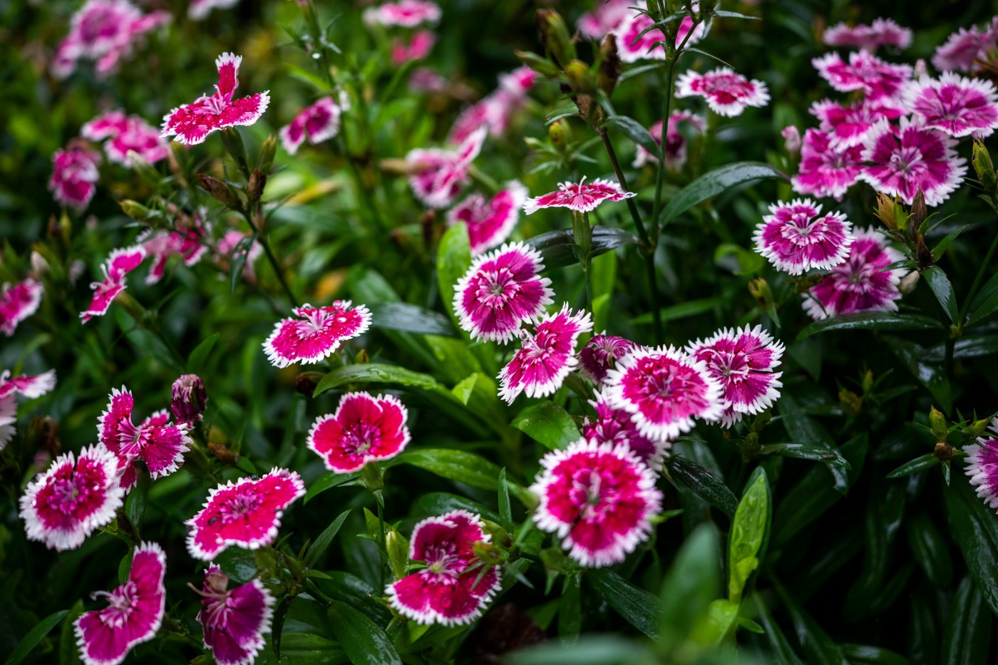 DSC00330 ����.jpg