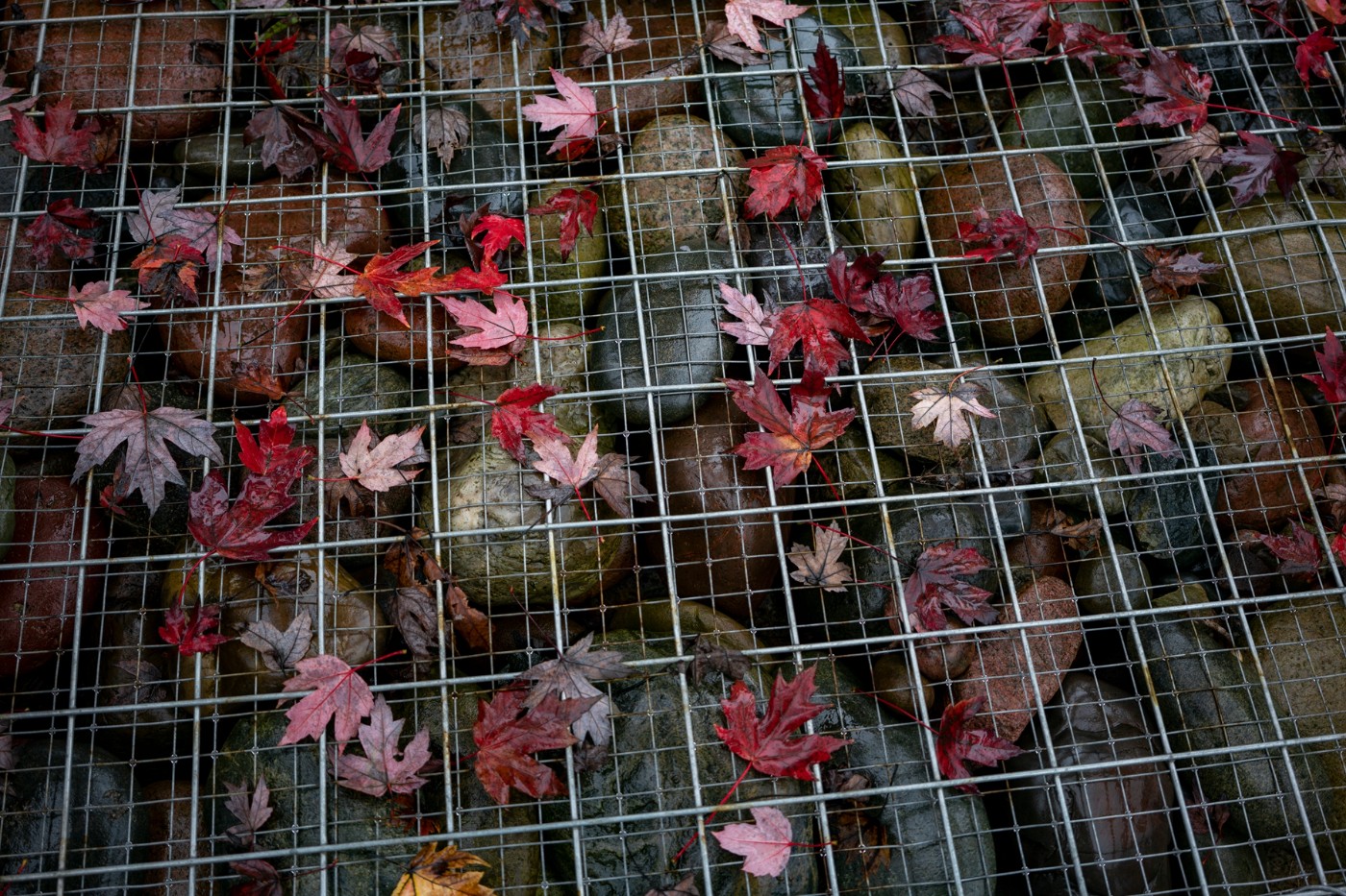 DSC00372 ����.jpg