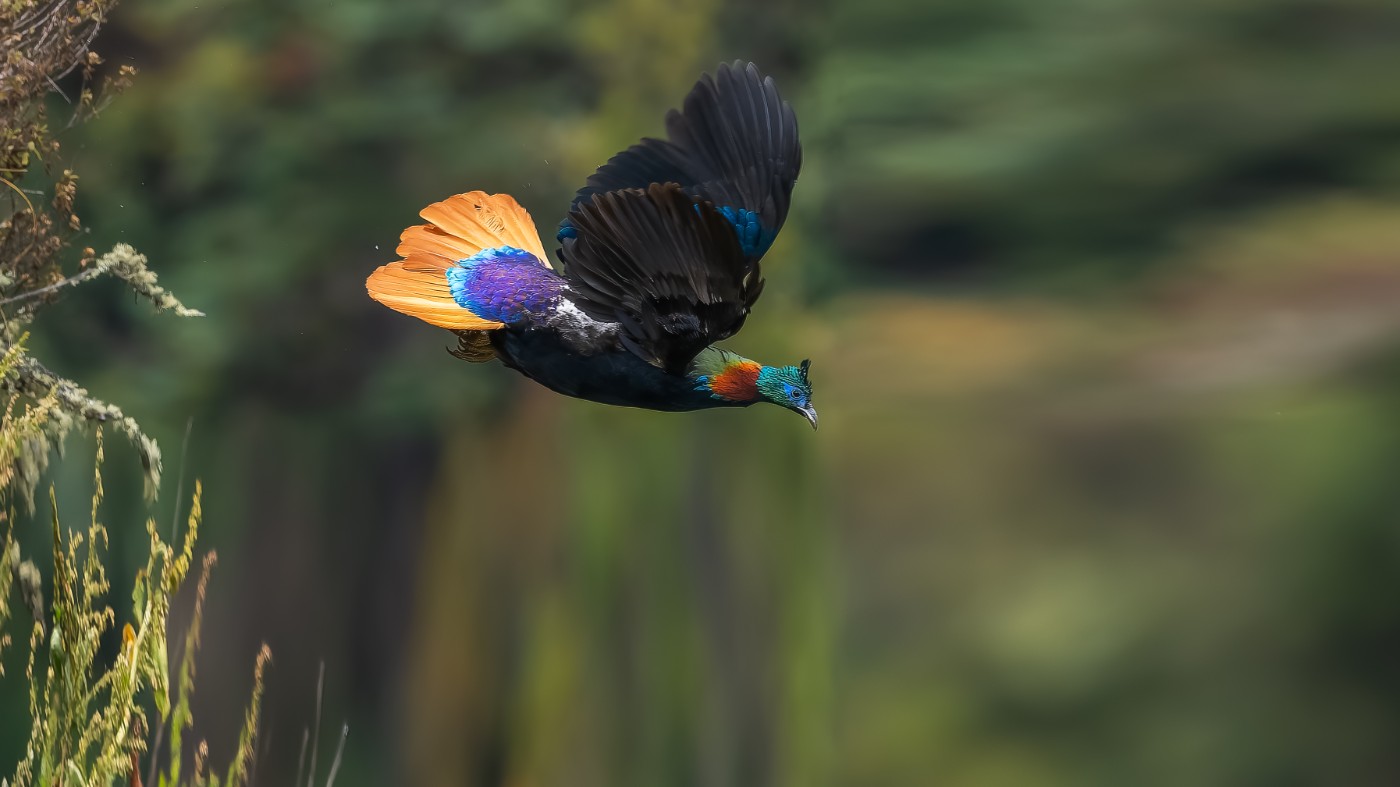 _A025457-ORF_DxO_DeepPRIMEXD .jpg