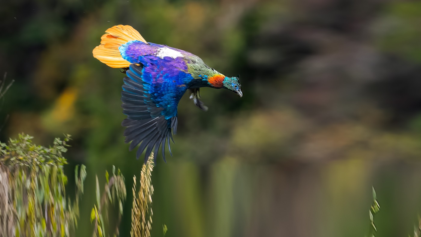 _A025458-ORF_DxO_DeepPRIMEXD .jpg